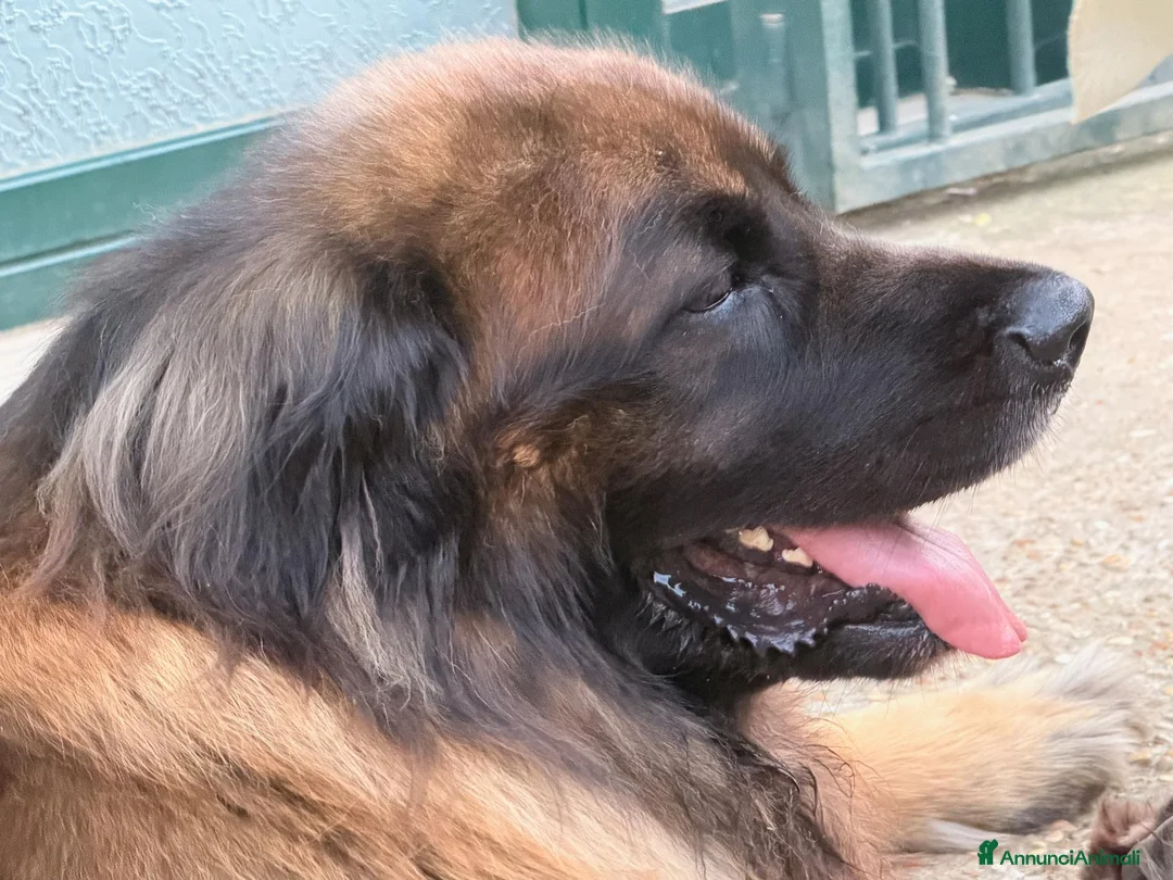 Leonberger cani per accoppiamento: Leonberger maschio per monta a Città metropolitana di Roma Capitale - Annuncio 2