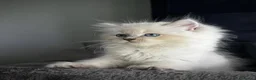 Ragdoll gatti in vendita: Bellissimi cuccioli di ragdoll - Annuncio 4