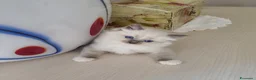 Ragdoll gatti in vendita: Cuccioli Ragdoll  - Annuncio 3