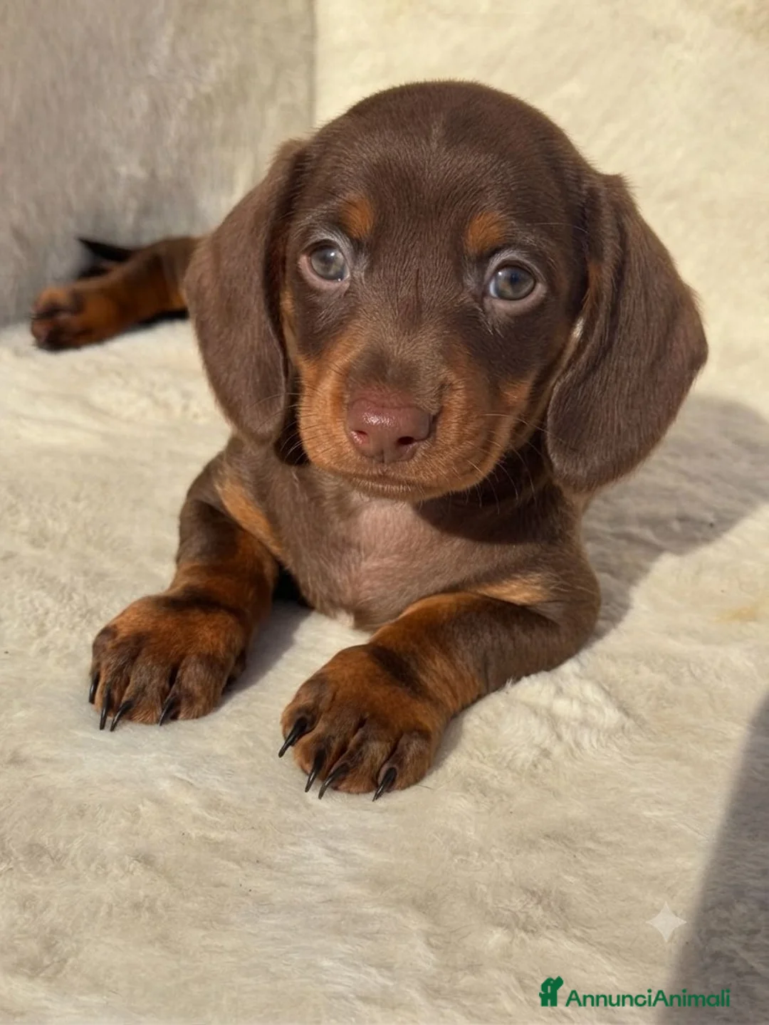 Bassotto cani in vendita: Bassotti cuccioli  - Annuncio 2