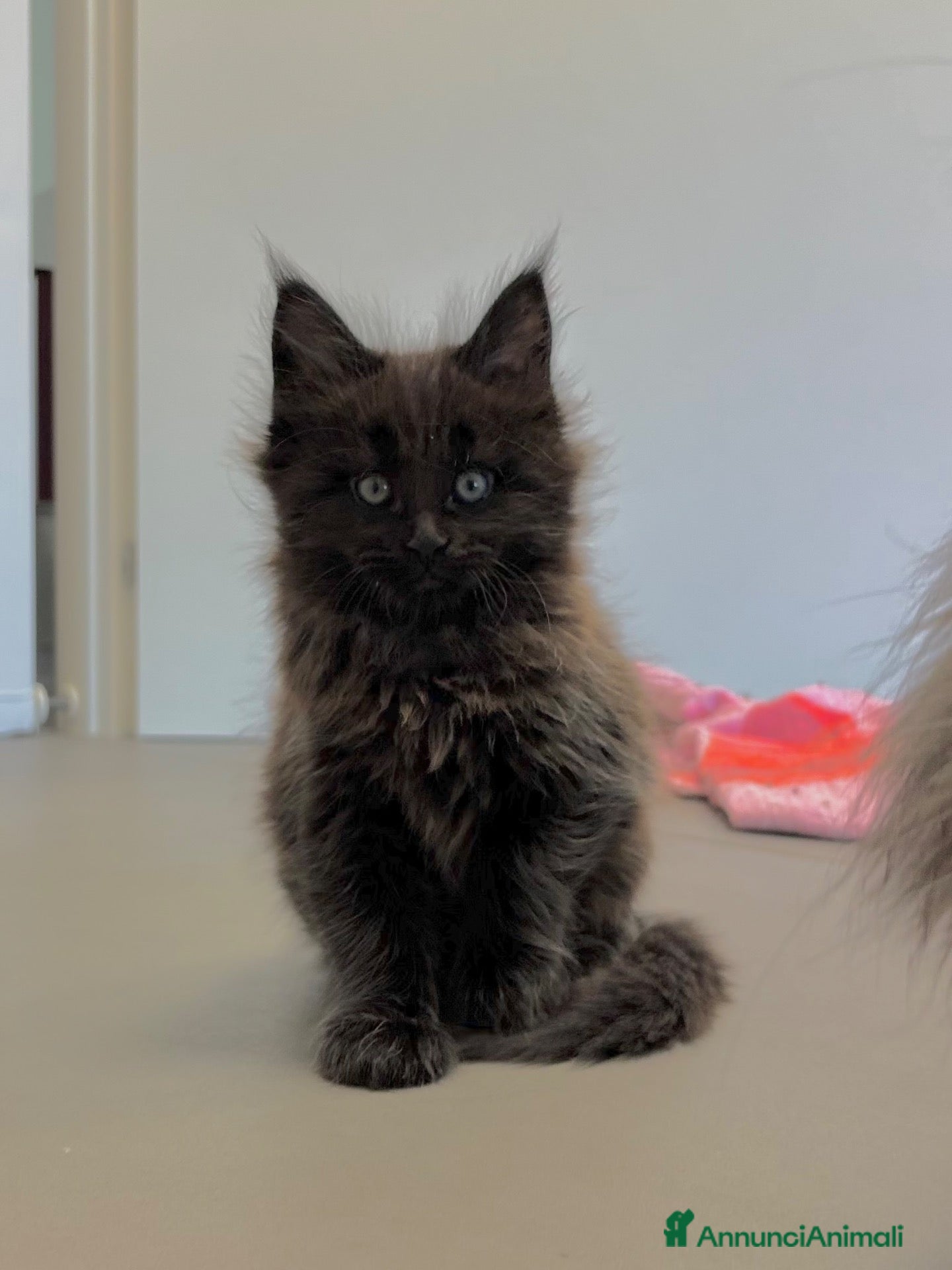 Maine Coon gatti in vendita: cuccioli di maine coon - Annuncio 3