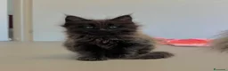 Maine Coon gatti in vendita: cuccioli di maine coon a Provincia di Como - Annuncio 1