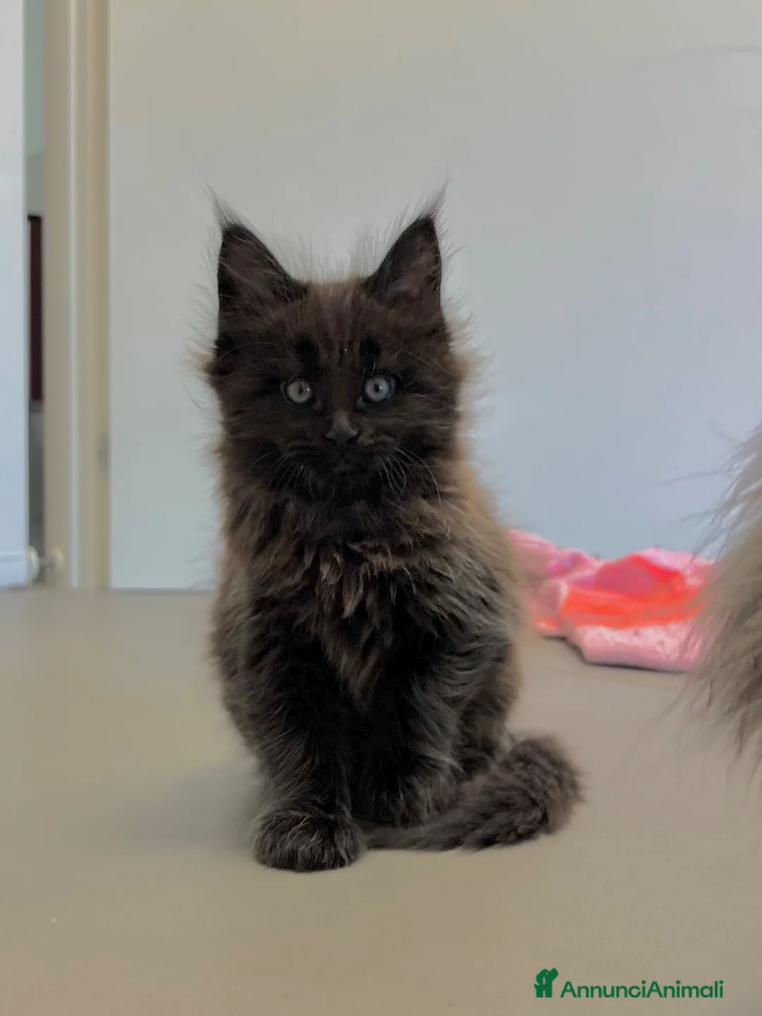 Maine Coon gatti in vendita: cuccioli di maine coon a Provincia di Como - Annuncio 1