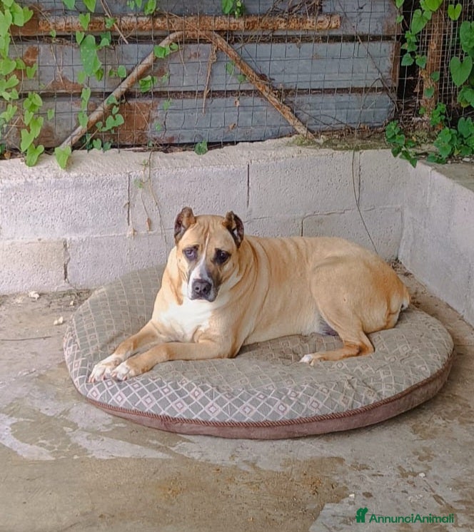 Meticcio cani ADOZIONE DEL CUORE PER KIRA - Annuncio 1