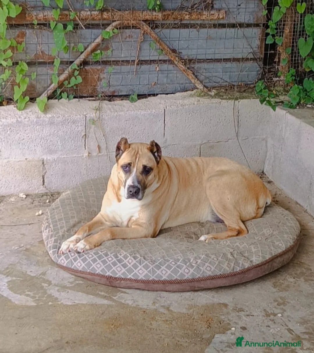 Meticcio cani in regalo: ADOZIONE DEL CUORE PER KIRA a Città Metropolitana di Bologna - Annuncio 1