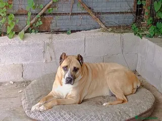 Meticcio cani ADOZIONE DEL CUORE PER KIRA - Annuncio 2