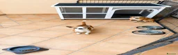 Chihuahua cani in regalo: Chihuahua  - Annuncio 3