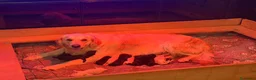 Meticcio cani in vendita: Cuccioli di Goldendoodle  - Annuncio 4