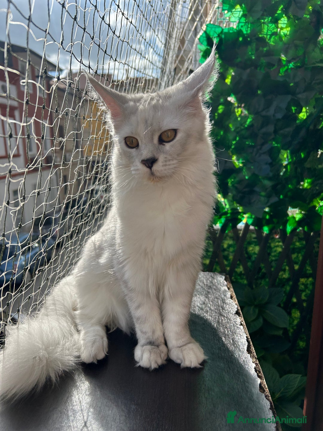 Maine Coon gatti in vendita: Maine Coon femmina 7 mesi con pedigree  - Annuncio 17