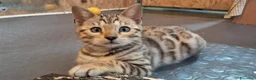 Bengala gatti in vendita: Bengala cuccioli con pedegree a Città Metropolitana di Venezia - Annuncio 5