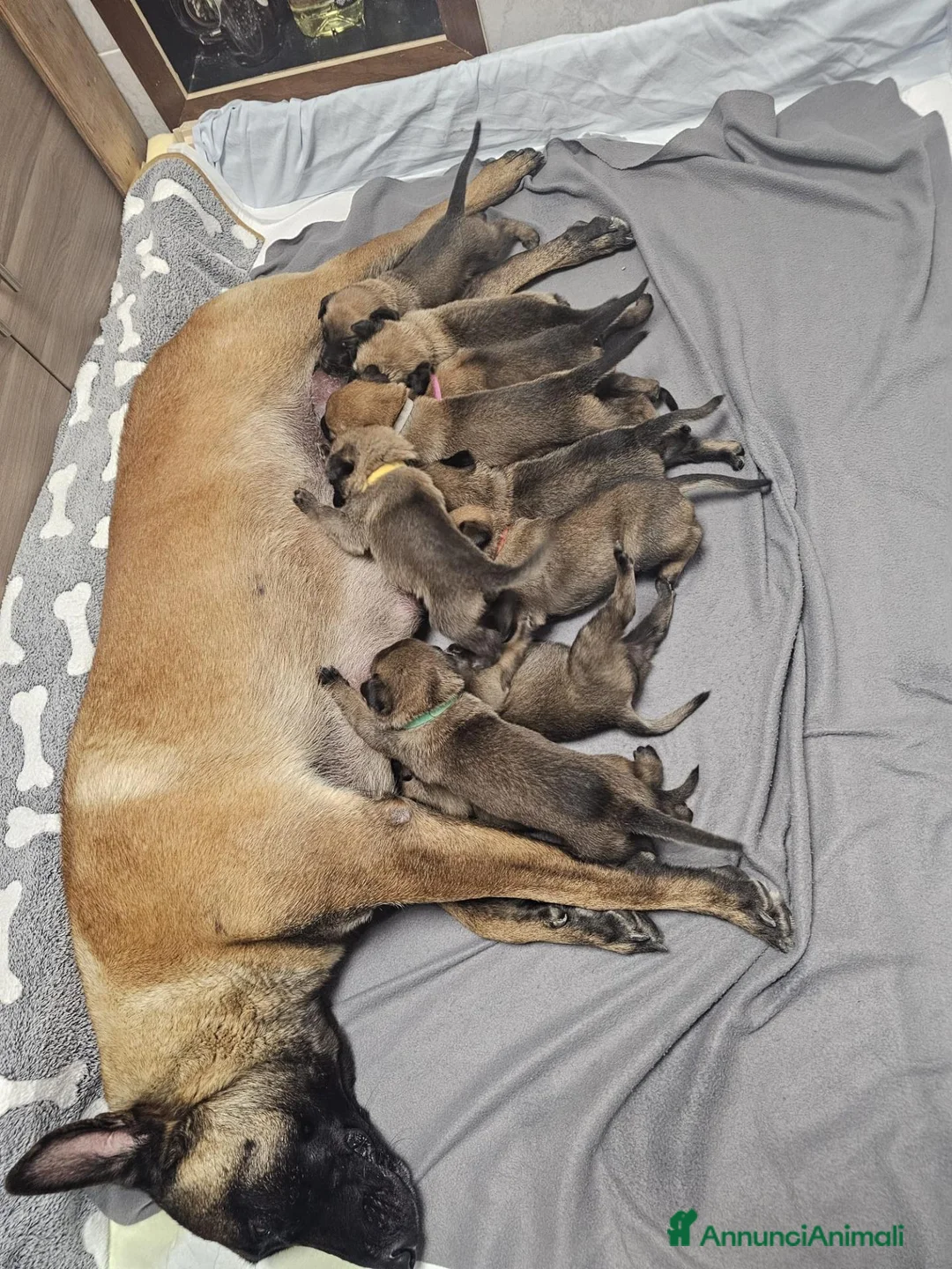 Pastore Belga cani in vendita: Cuccioli di Cane da Pastore Belga Malinois - Annuncio 1