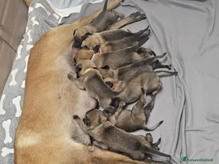 Pastore Belga cani Cuccioli di Cane da Pastore Belga Malinois - Annuncio 5