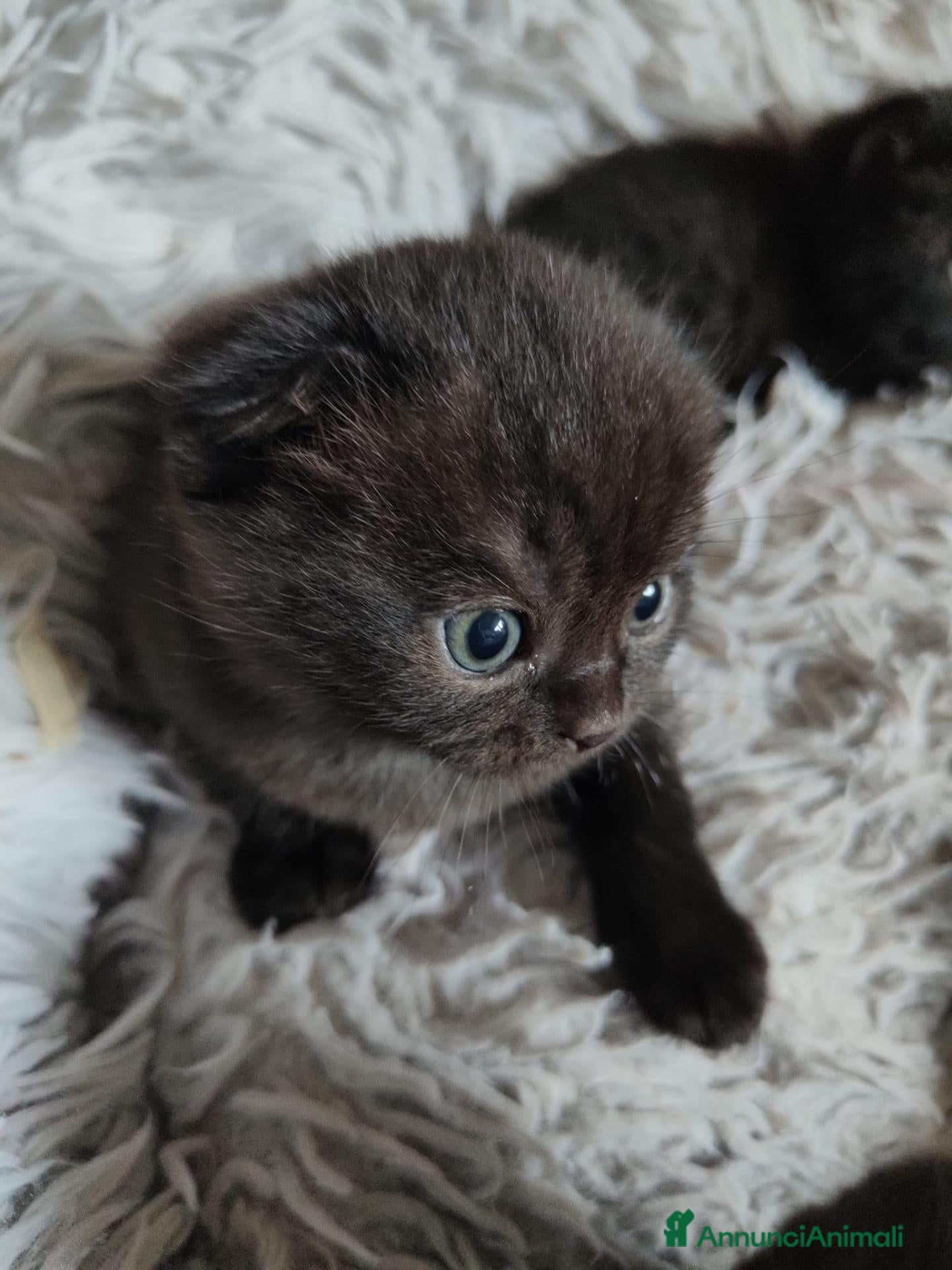 Scottish gatti Gattini Scottish Fold & Straight con Pedigree - Annuncio 2