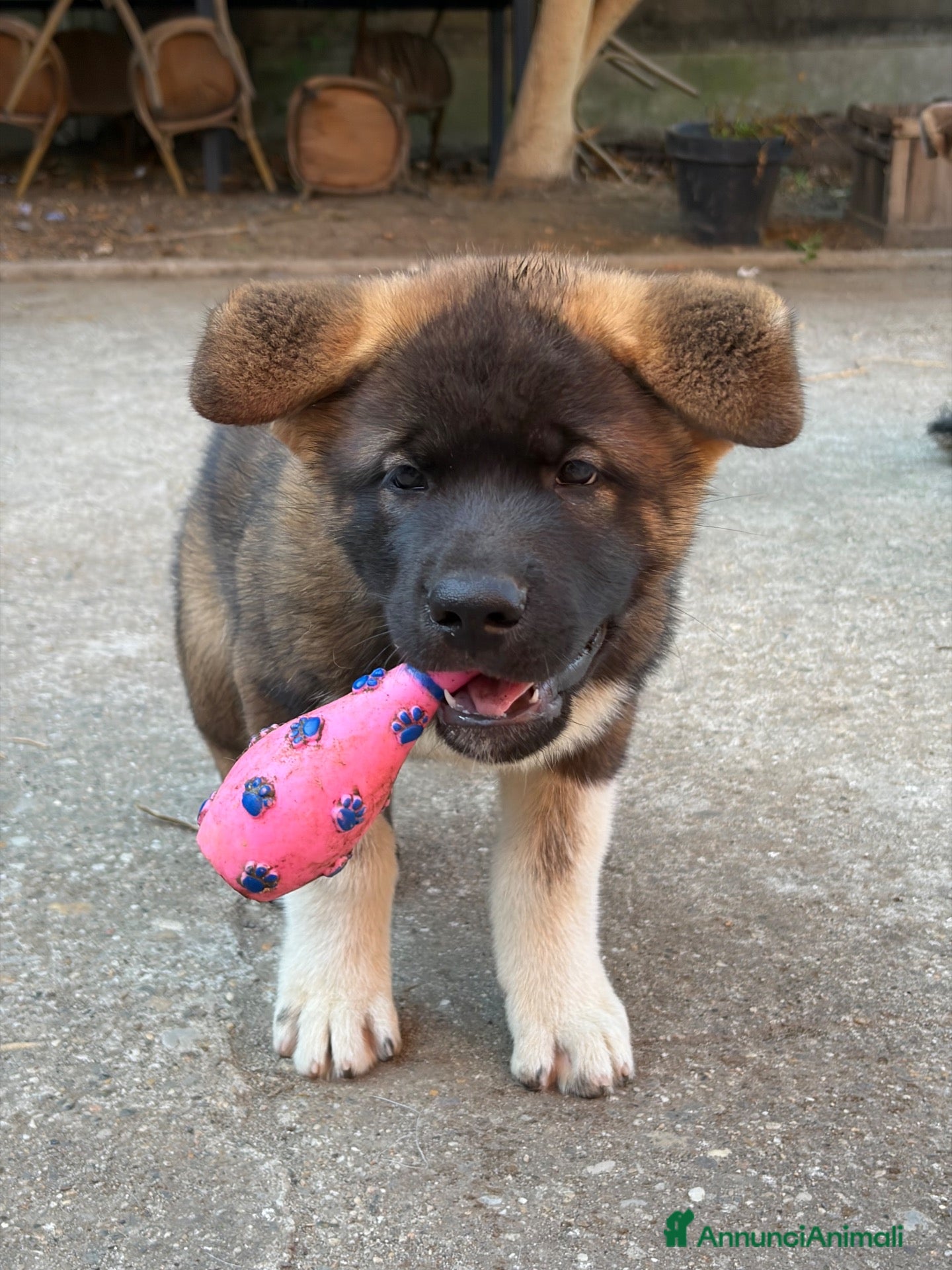 Akita Americano cani Cucciolo Akita Americano Maschio cerca famiglia - Annuncio 33