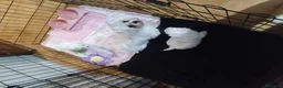 Maltese cani in vendita: Maltese  - Annuncio 2