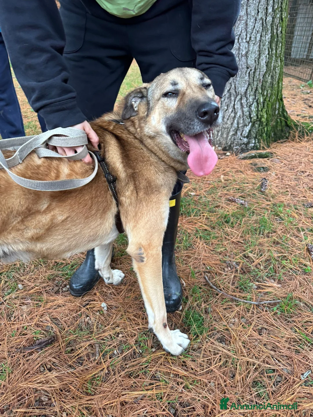 Meticcio cani in regalo: Splendido meticcio - Whisky - Annuncio 12