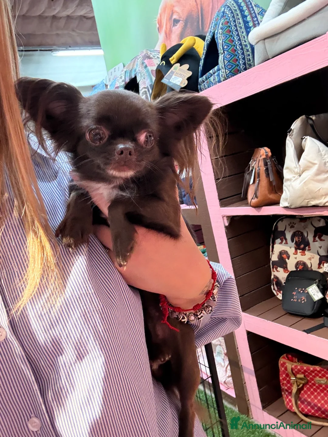 Chihuahua cani in vendita: Chihuahua pelo lungo bicolore - Annuncio 6