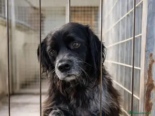 Breton cani Breton quasi 3anni triste oltre le sbarre da sempr - Annuncio 1