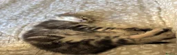 Europeo gatti in regalo: GATTINI - Annuncio 4