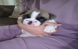 Bulldog Francese cani in vendita: Cuccioli bulldog francese a Provincia di Ancona - Immagine 3