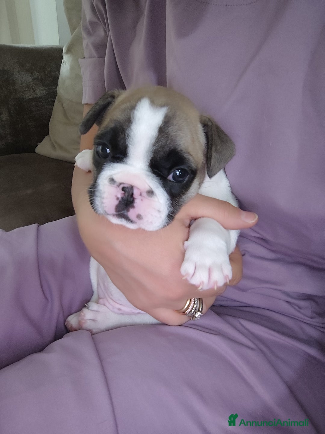 Bulldog Francese cani in vendita: Cuccioli bulldog francese a Provincia di Ancona - Immagine 3