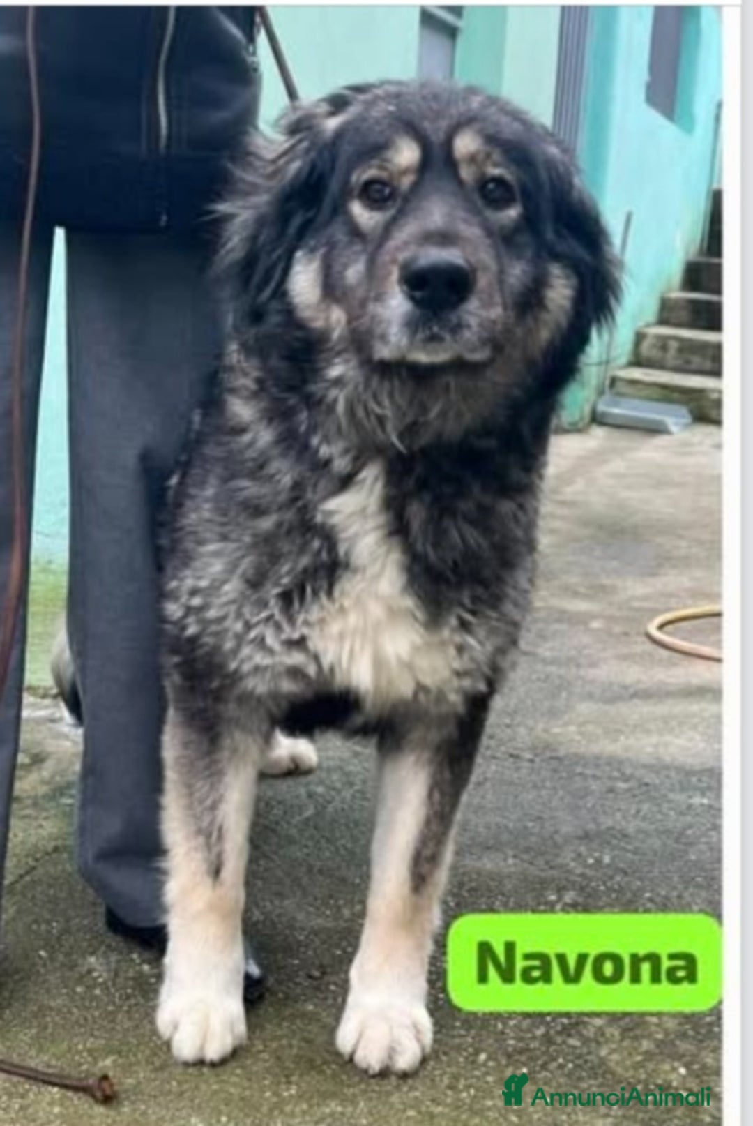 Meticcio cani in regalo: NAVONA mix Pastore Carpazi 4/5anni ALESSANDRIA a Città metropolitana di Milano - Annuncio 1