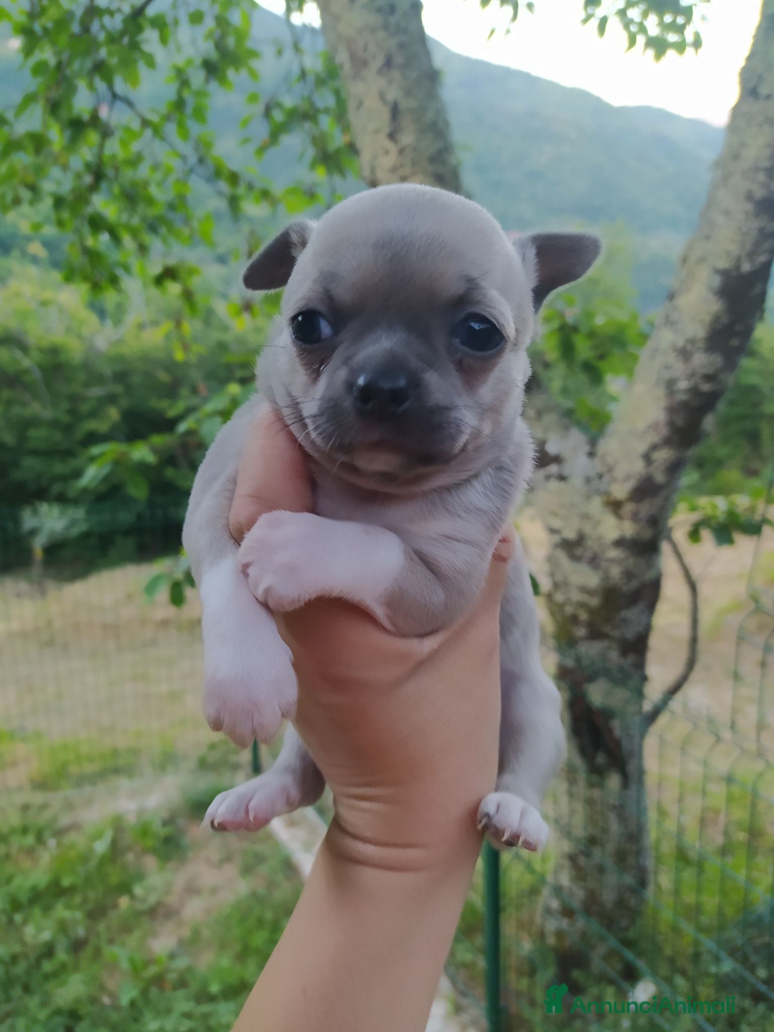 Chihuahua cani Chihuahua cuccioli pelo corto  - Annuncio 1