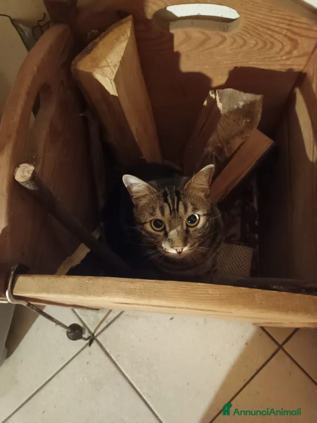 Europeo gatti in regalo: Gatto maschio adulto (sterilizzato) - Annuncio 26