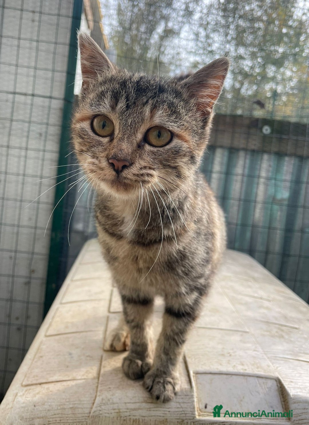 Meticcio gatti in regalo: LA PICCOLA E DOLCE TIGRA - Annuncio 5