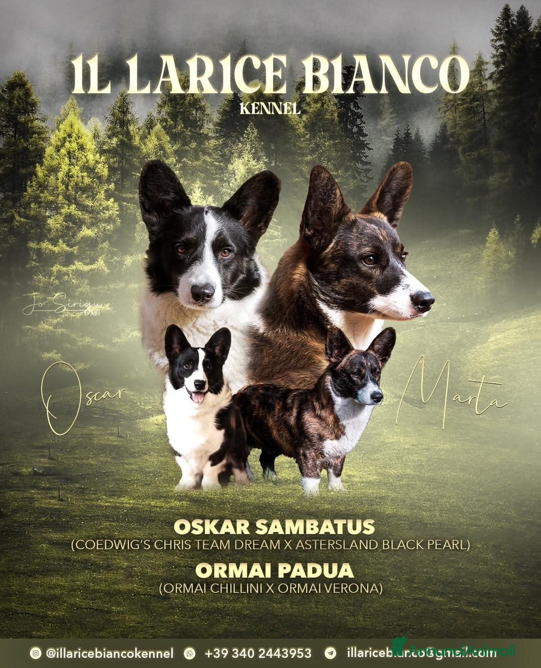 Corgi Cardigan cani in vendita: WELSH CORGI CARDIGAN - Annuncio 1