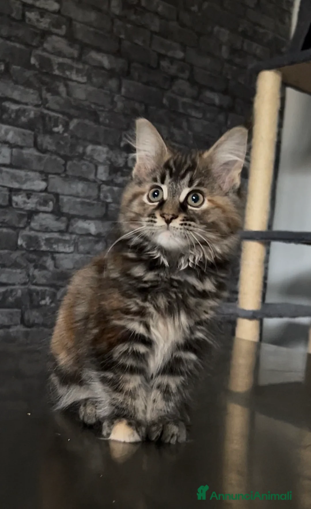 Maine Coon gatti in vendita: Cucciolo F di Maine Coon tortie, genitori testati a Provincia di Reggio Emilia - Annuncio 2