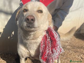 Meticcio cani SUSY SUPER DOLCE E COCCOLONA - Annuncio 37