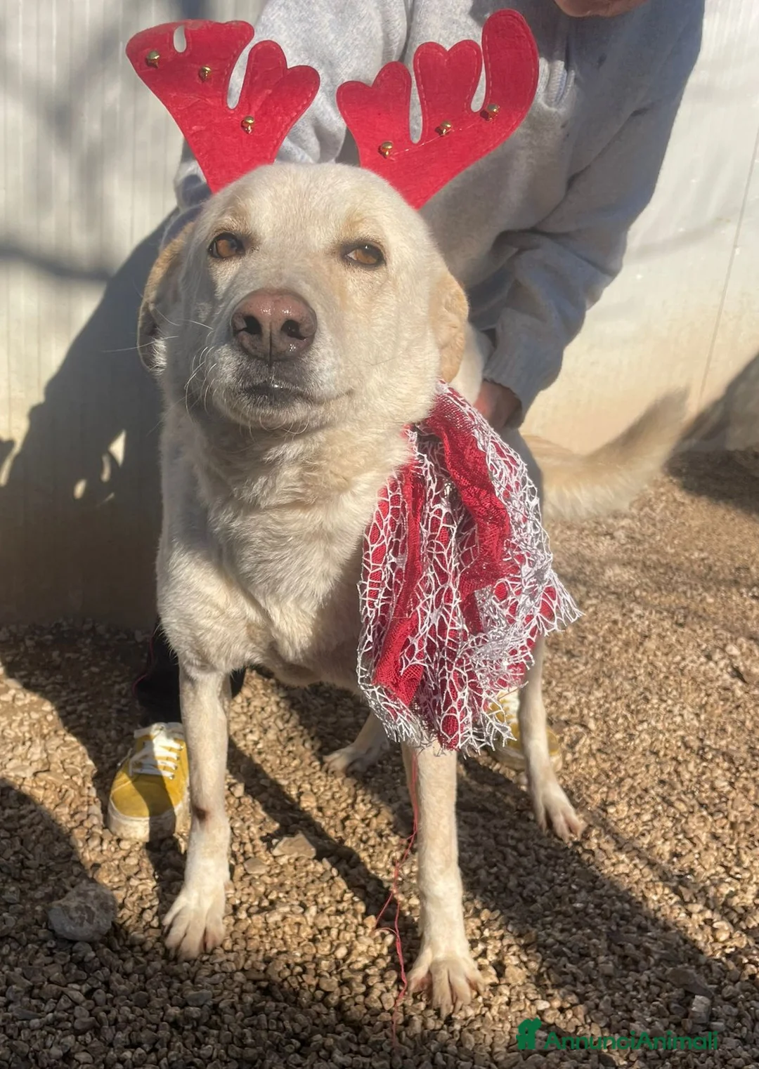 Meticcio cani in regalo: SUSY SUPER DOLCE E COCCOLONA - Annuncio 1