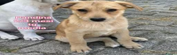 Meticcio cani in regalo: CUCCIOLI IN CERCA D'AMORE  a Provincia di Prato - Annuncio 6