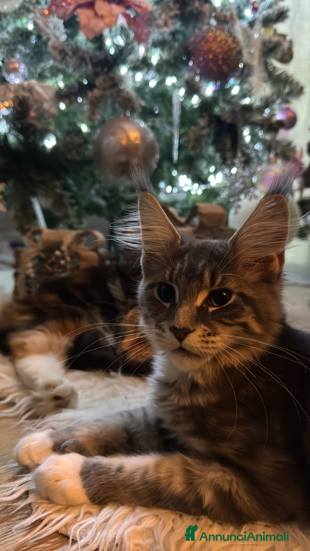 Maine Coon gatti in vendita: Cucciole Maine coon - Annuncio 5