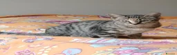Europeo gatti in regalo: Bella tigratina - Annuncio 1