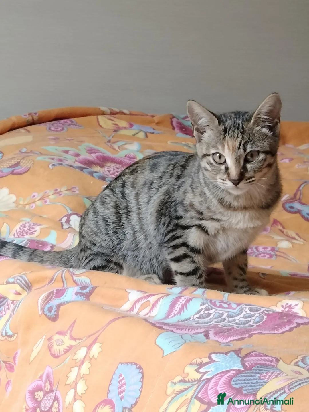 Europeo gatti in regalo: Bella tigratina - Annuncio 1