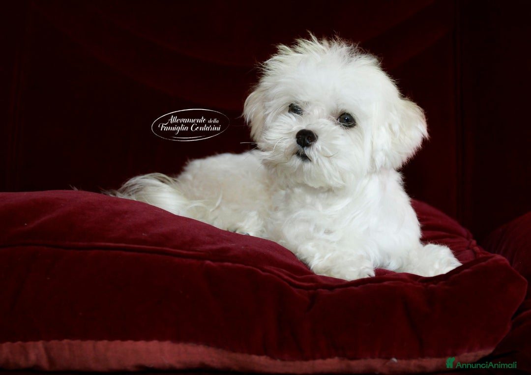 Maltese cani in vendita: MALTESI CUCCIOLI CON PEDIGREE ENCI - Annuncio 3
