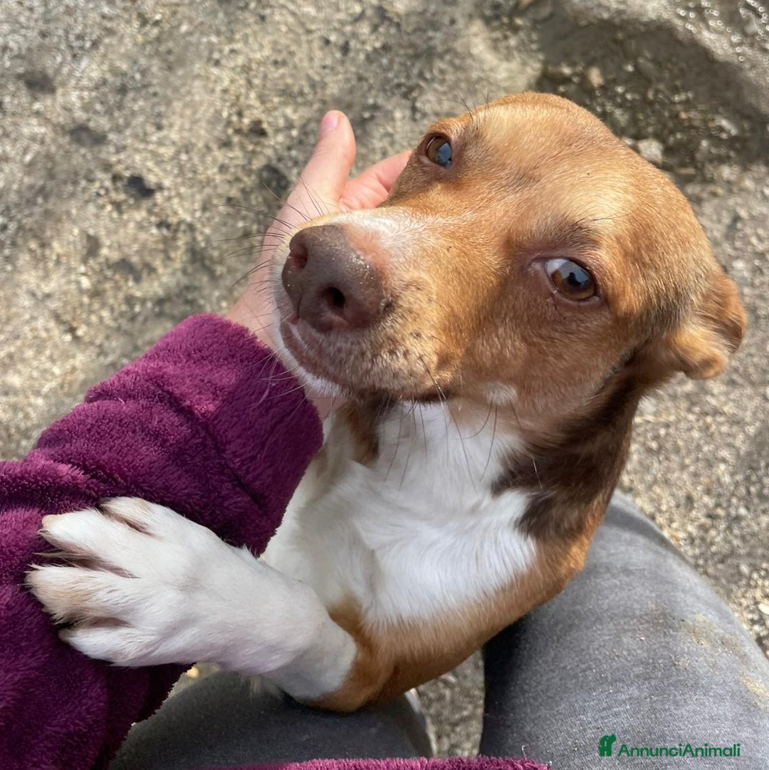 Meticcio cani in regalo: SIAMO PICCINI, CI ADOTTI? - Annuncio 5