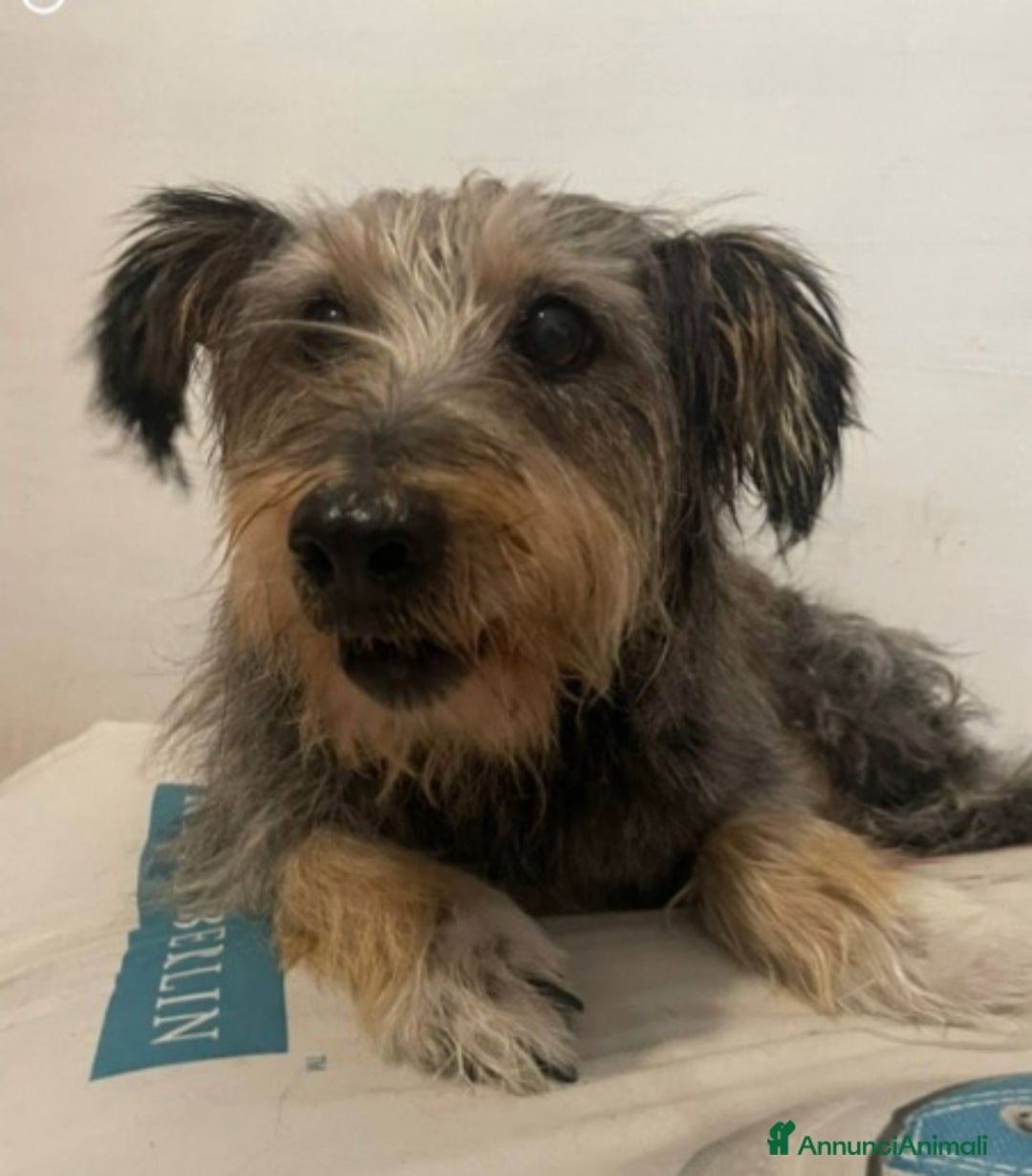 Meticcio cani in regalo: Simil Yorkshire 10anni kg8recuperata in strada SUD - Annuncio 2