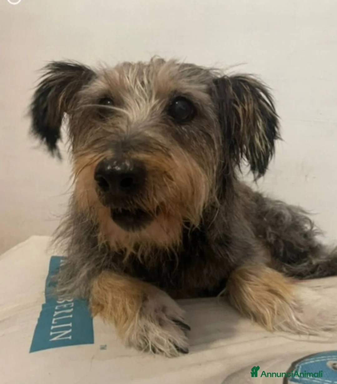 Meticcio cani in regalo: Simil Yorkshire 10anni kg8recuperata in strada SUD - Annuncio 2