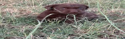 Labrador cani in vendita: Cuccioli di Labrador Choco  - Annuncio 16