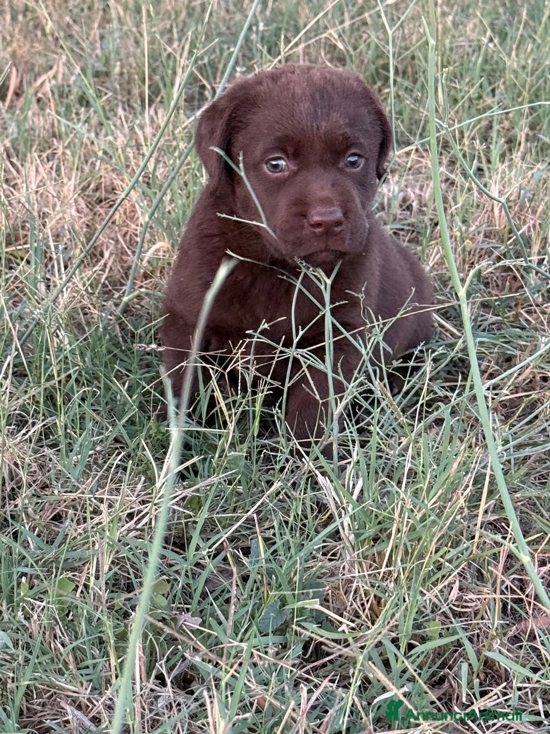 Labrador cani in vendita: Cuccioli di Labrador Choco  - Annuncio 16