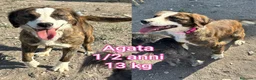 Meticcio cani in regalo: CANI TAGLIA PICCOLA E CONTENUTA  a Provincia di Pistoia - Annuncio 7