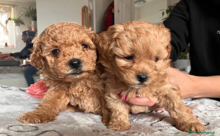Meticcio cani Cuccioli di Maltipoo - Annuncio 7