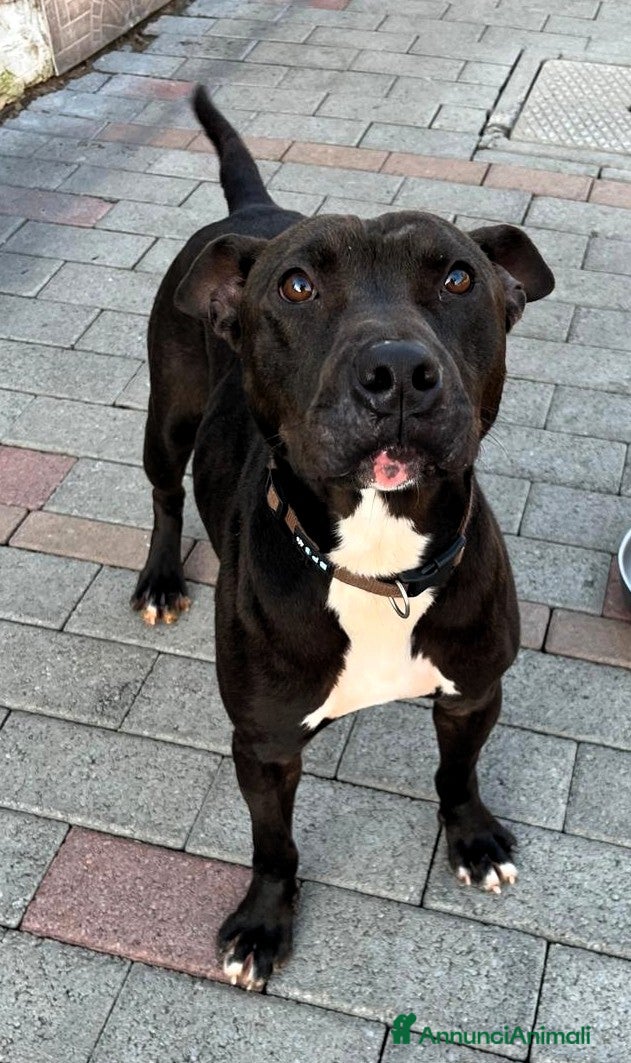 Meticcio cani in regalo: MAX PIT BULL - Annuncio 7