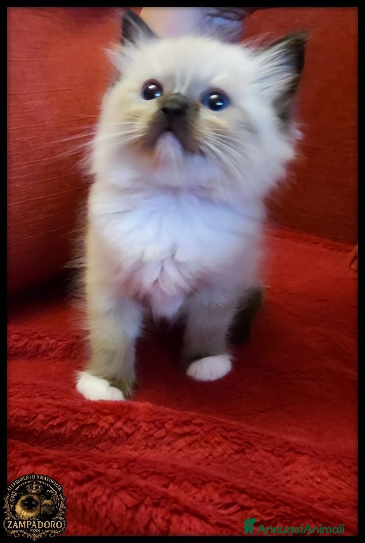 Ragdoll gatti ragdoll con pedegree  - Annuncio 3