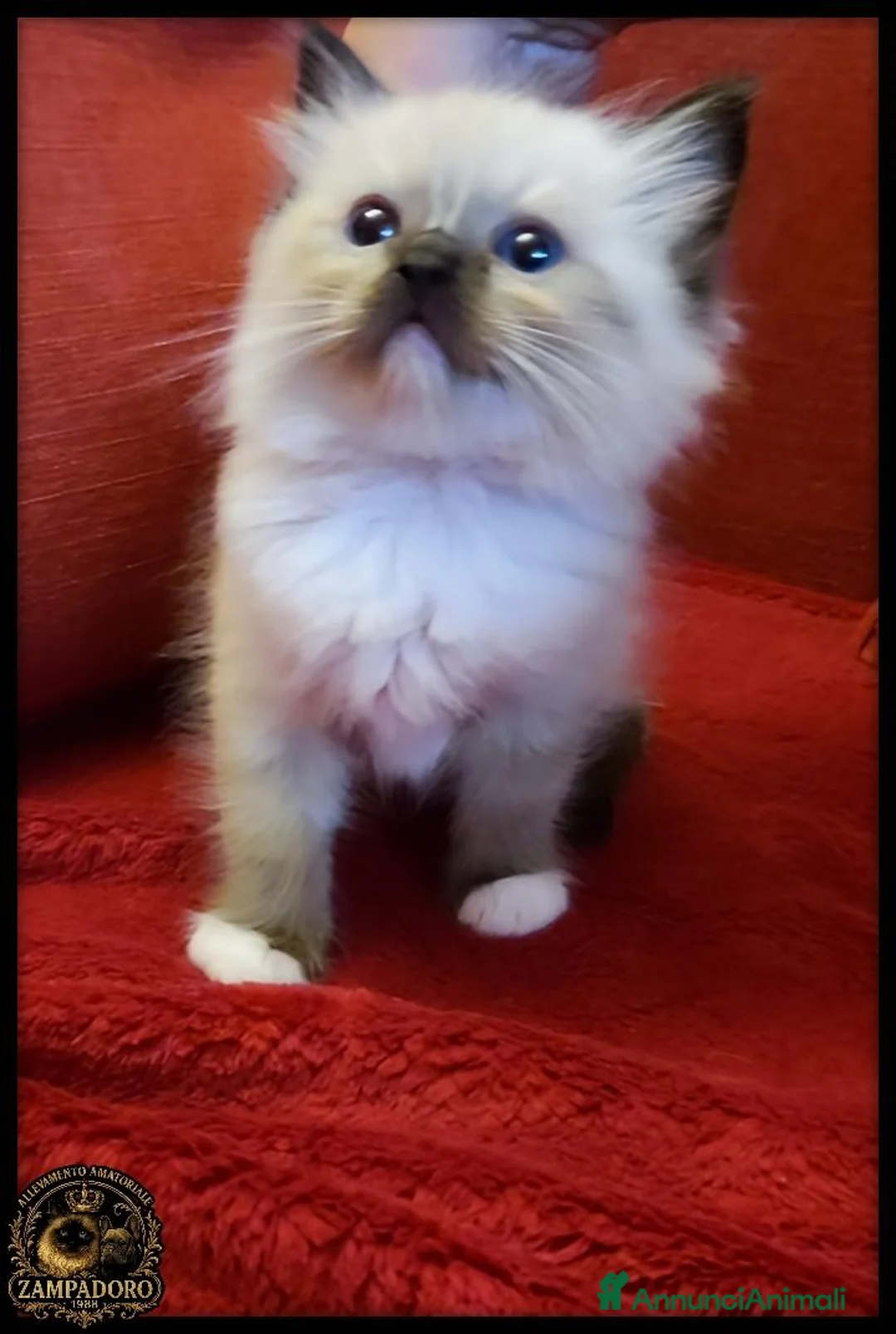 Ragdoll gatti in vendita: ragdoll con pedegree  a Provincia di Cremona - Annuncio 1