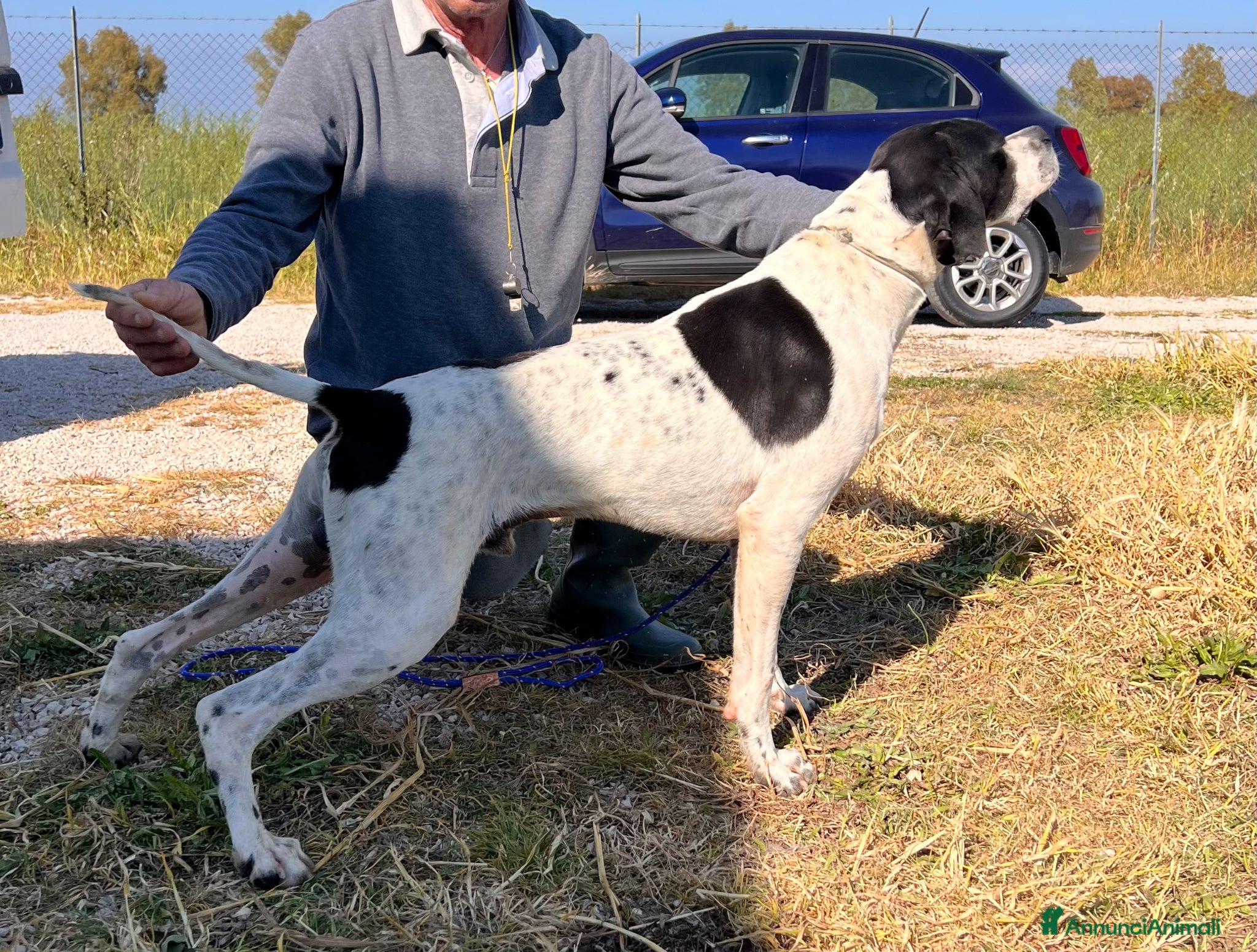 Pointer cani Pointer maschio bianco nero - Annuncio 17