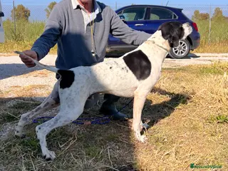 Pointer cani Pointer maschio bianco nero - Annuncio 17